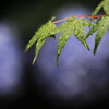 雨ふり