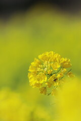 菜の花