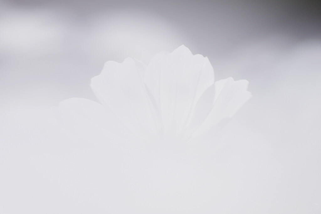 白いコスモス