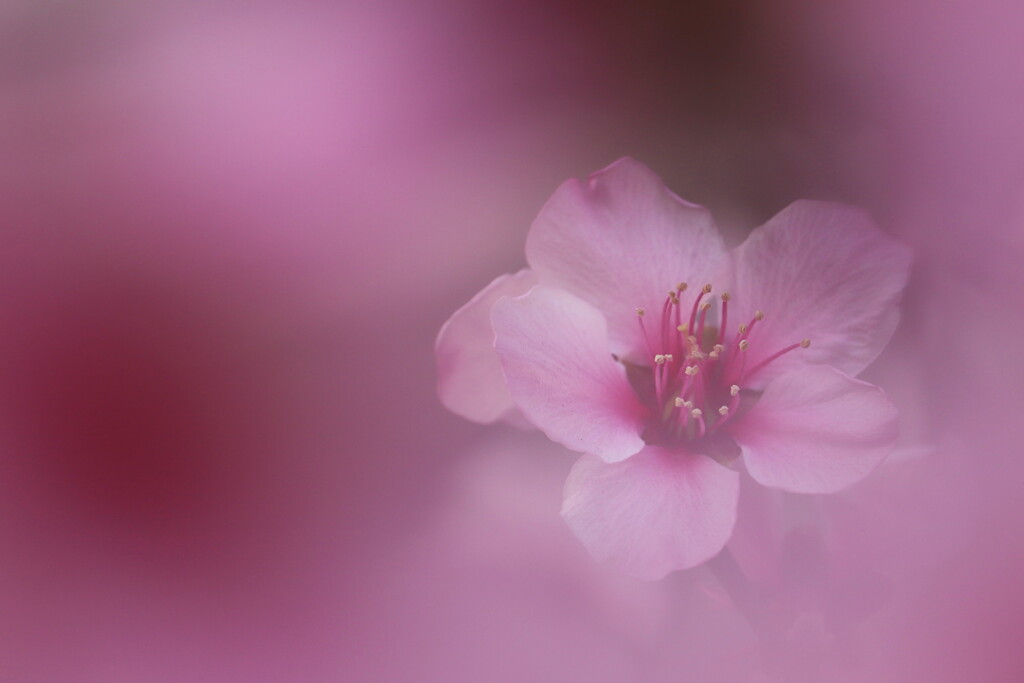 アーモンドの花