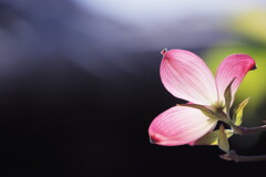 花水木