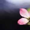 花水木