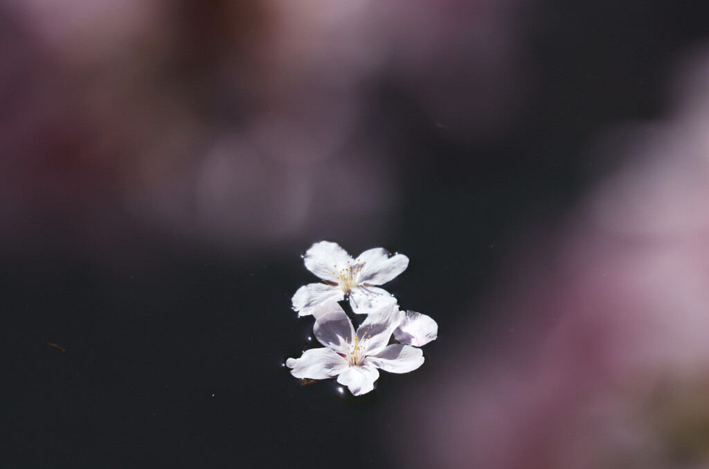 桜散り景色