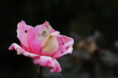 冬の薔薇　残花