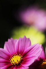 秋桜