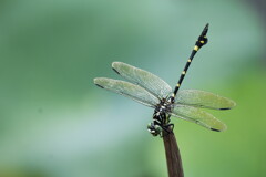 蜻蛉
