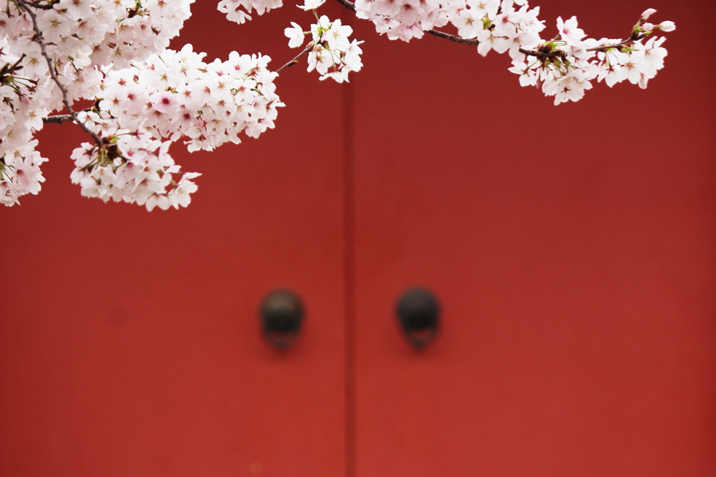 古社桜