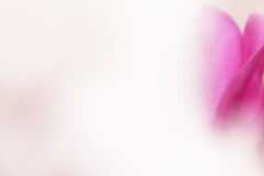 うす紅色の～　♪