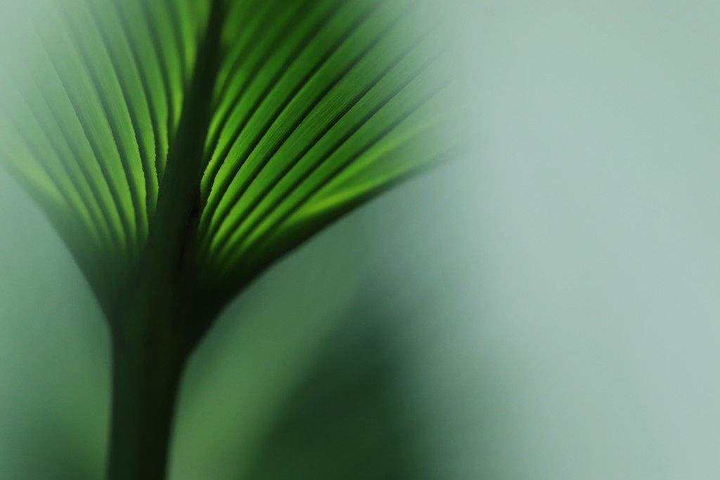 leaf