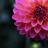 dahlia