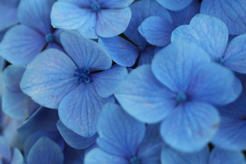 紫陽花