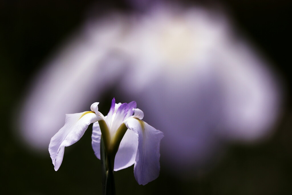 花菖蒲