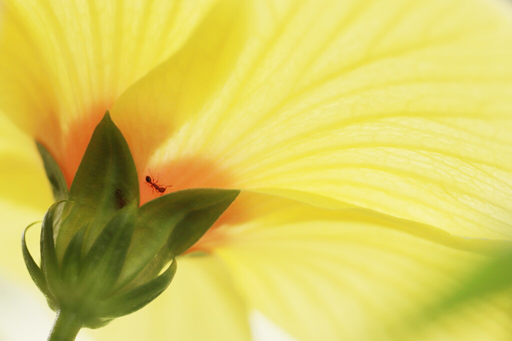 hibiscus
