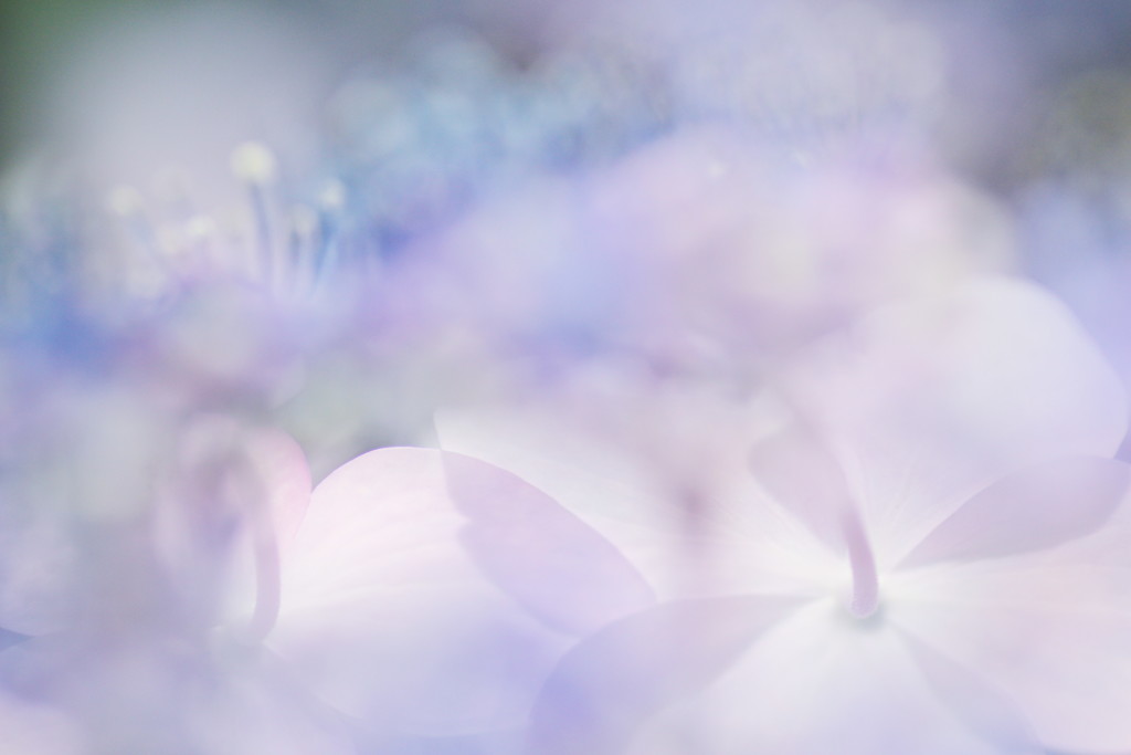 紫陽花