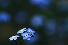 勿忘草