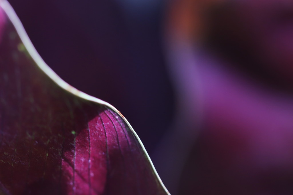 leaf