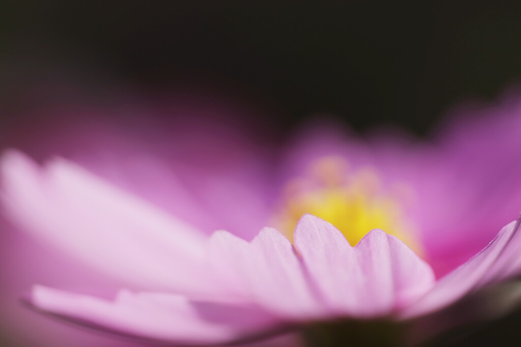 秋桜