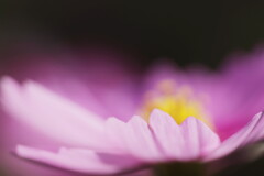 秋桜
