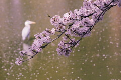 鷺池桜景色