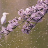 鷺池桜景色