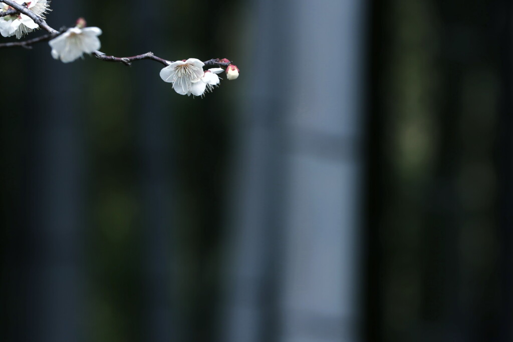 竹林の梅