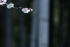 竹林の梅
