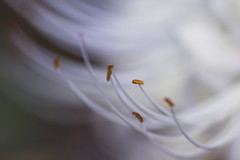 白花曼珠沙華