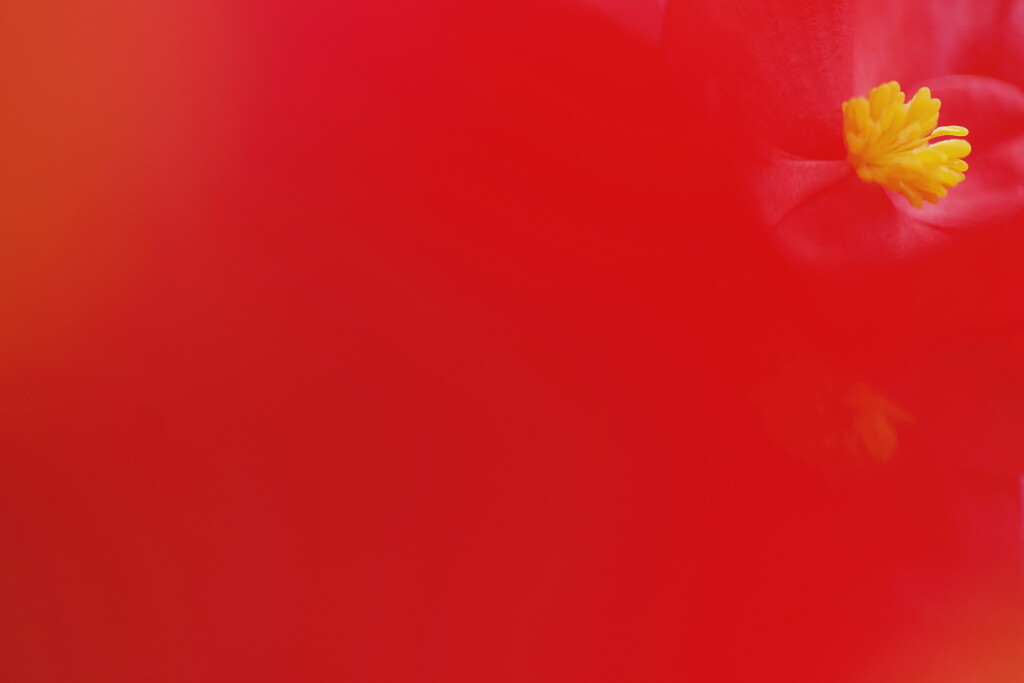 begonia