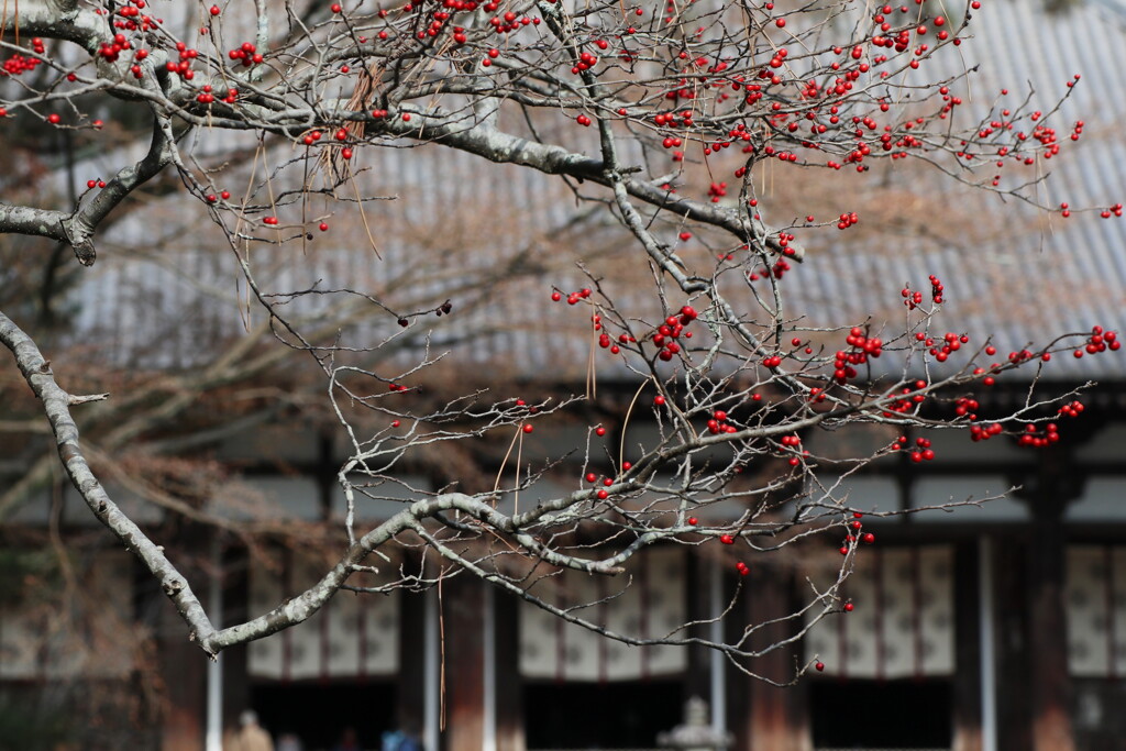 唐招提寺　冬