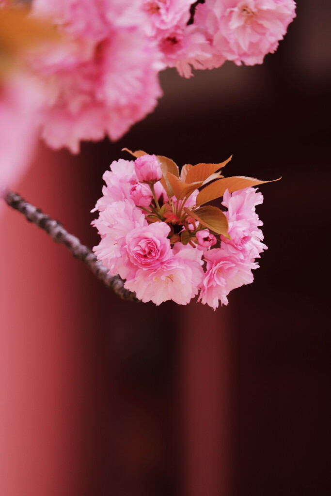 八重桜