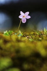 菫