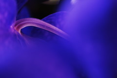 Vanda