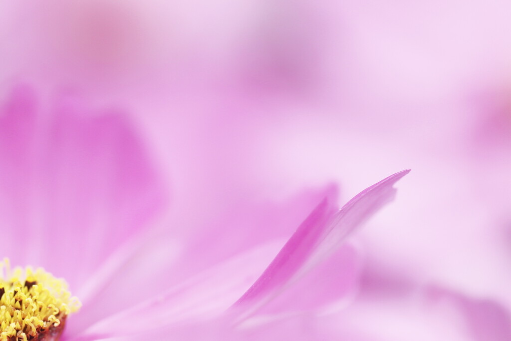 cosmos