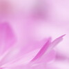 cosmos