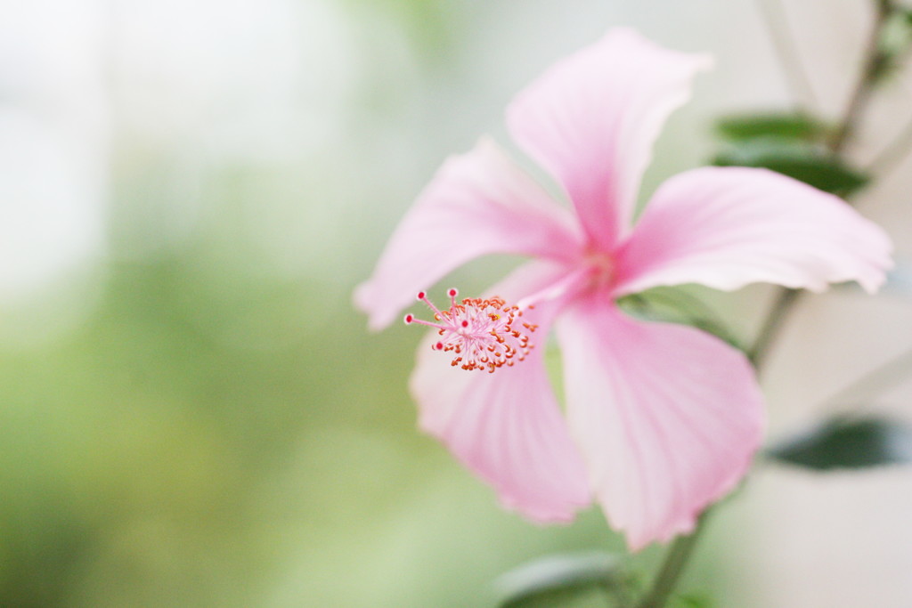 hibiscus