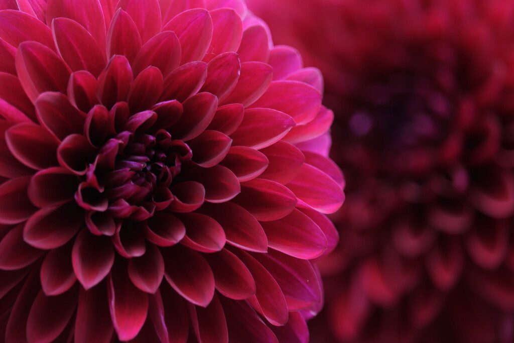 dahlia