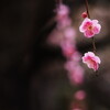 枝垂れ梅