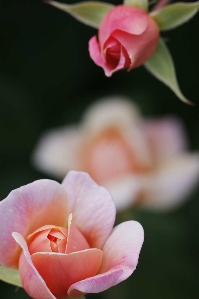 roses