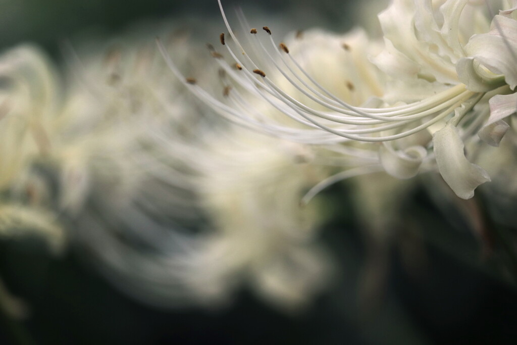 白花曼珠沙華