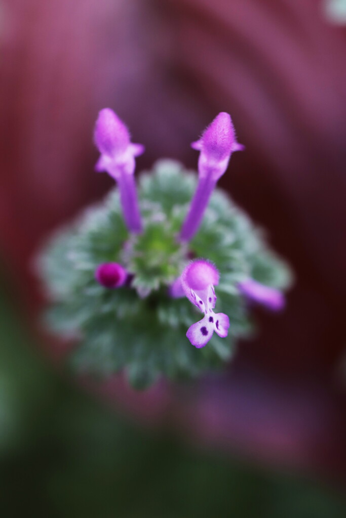 初冬に咲く仏の座