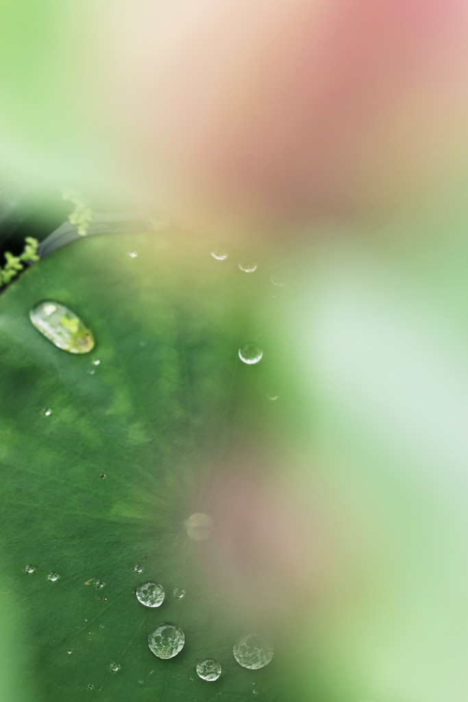 Lotus effect