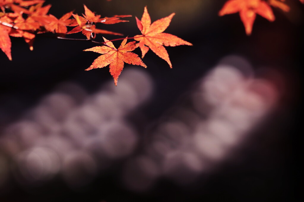 椛