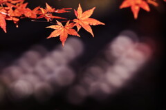 椛