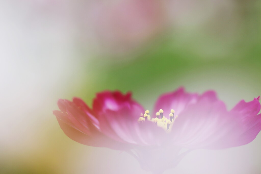 cosmos