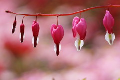 華鬘草
