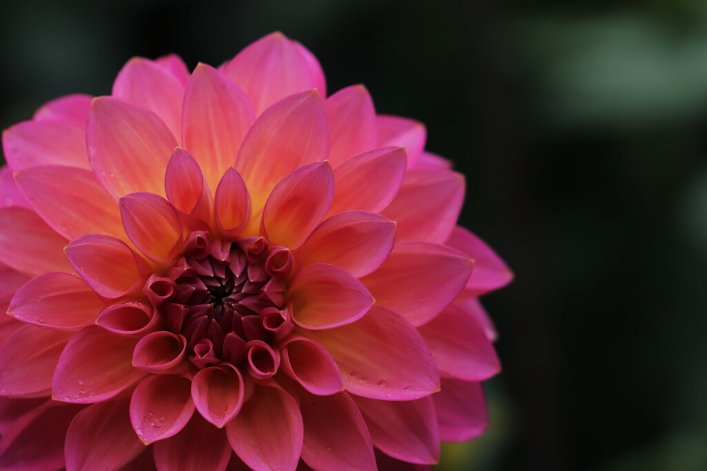 dahlia