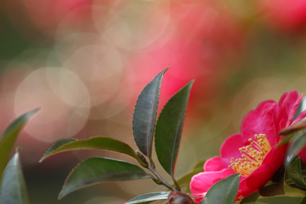 山茶花