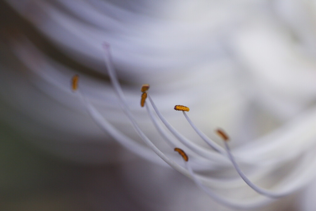 白花曼珠沙華