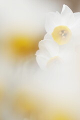 水仙