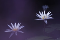 睡蓮